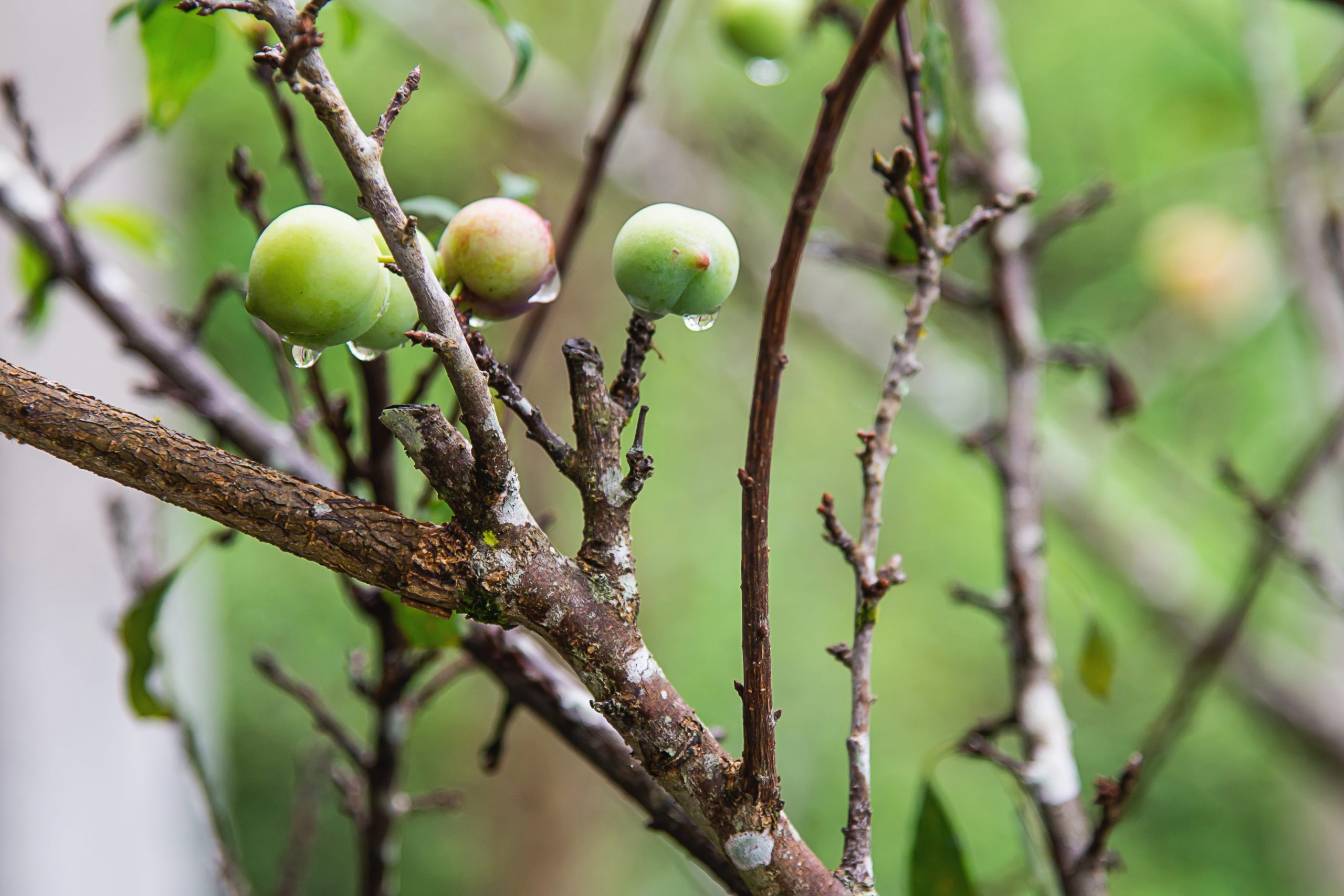 Taille & Soins des Fruitiers